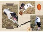 Adopt Hamilton a White - with Black Beagle / Labrador Retriever / Mixed dog in