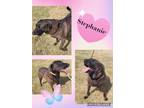 Adopt Stephanie a Brown/Chocolate - with Black Labrador Retriever / Mixed dog in
