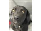 Adopt Didi (harley) a Labrador Retriever