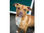 Adopt Gingey a Pit Bull Terrier, Mixed Breed