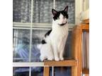 Adopt Rorschach a White Domestic Shorthair / Mixed cat in Middletown