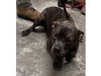 Adopt Pat a Pit Bull Terrier, Mixed Breed