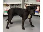 Adopt Blackey a Pit Bull Terrier, Mixed Breed