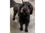 Adopt Daisy a Standard Poodle, Mixed Breed