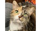 Adopt Roxie a Domestic Short Hair