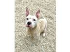 Adopt Guinevere a Pit Bull Terrier, Mixed Breed