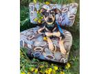 Adopt Punkin a German Shepherd Dog, Rottweiler