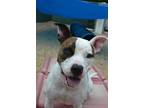 Adopt Zoe (Underdog) a Staffordshire Bull Terrier, Mixed Breed