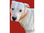 Adopt SnowFrank a Labrador Retriever / Mixed dog in Rockport, TX (36797412)
