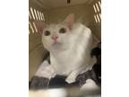 Adopt JJ- I AM AT Petsmart Northborough a Domestic Short Hair