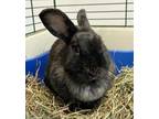 Adopt Odette a Bunny Rabbit