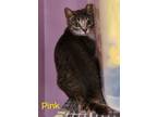 Adopt Pink a Domestic Short Hair