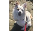 Adopt Sebastian a Tricolor (Tan/Brown & Black & White) Mixed Breed (Medium) dog