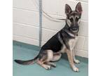 Adopt Suzie a German Shepherd Dog