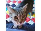 Adopt Bethany a Brown Tabby Domestic Shorthair / Mixed cat in Los Lunas