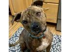 Adopt Girlie a American Staffordshire Terrier, Mixed Breed