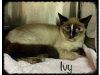 Adopt IVY a Cream or Ivory (Mostly) Domestic Shorthair (short coat) cat in