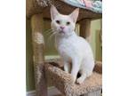 Adopt Duncan a White Domestic Shorthair (short coat) cat in East Brunswick