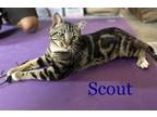 Adopt Scout a Brown Tabby Domestic Shorthair (short coat) cat in Alamo