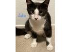 Adopt Jake a Black & White or Tuxedo Domestic Shorthair (short coat) cat in