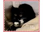 Adopt IDA a Black & White or Tuxedo Domestic Shorthair (short coat) cat in