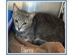 Adopt SIERRA a Gray, Blue or Silver Tabby Domestic Shorthair (short coat) cat in