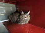 Adopt Fascia a Domestic Medium Hair