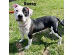 Adopt Sassy 240285 a Mixed Breed