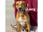 Adopt Lucy 230932 a Mixed Breed