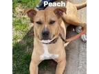 Adopt Peach 240122 a Mixed Breed
