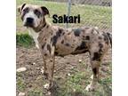 Adopt Sakari 240249 a Mixed Breed