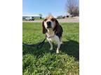 Adopt Darby a Beagle, Mixed Breed