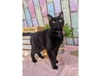 Adopt Squirrel a Domestic Short Hair