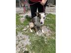 Adopt Rocksy a Border Collie, Mixed Breed
