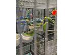 Adopt Rose a Parakeet (Other)