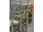 Adopt Dorothy a Parakeet (Other)