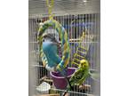 Adopt Sully a Parakeet (Other)