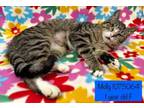 Adopt Molly a Domestic Short Hair