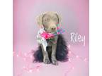 Adopt Riley a Labrador Retriever, Mixed Breed