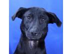 Adopt Nia- 032106S a Labrador Retriever