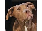 Adopt Katia a Chocolate Labrador Retriever, American Staffordshire Terrier