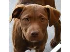 Adopt Katia a Chocolate Labrador Retriever, American Staffordshire Terrier