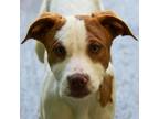 Adopt Nevra a Terrier, Chocolate Labrador Retriever