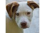 Adopt Sorya a Chocolate Labrador Retriever, American Staffordshire Terrier