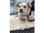 Adopt 55800144 a Terrier, Mixed Breed