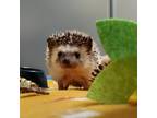 Adopt Mystic (Courtesy) a Hedgehog
