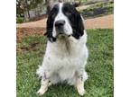 Adopt Berta--In Foster***ADOPTION PENDING*** a Newfoundland Dog