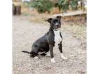 Adopt Gemma***ADOPTION PENDING*** a Pit Bull Terrier