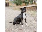 Adopt Gemma a Pit Bull Terrier