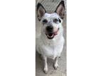 Adopt Jenny a Cattle Dog, Mixed Breed